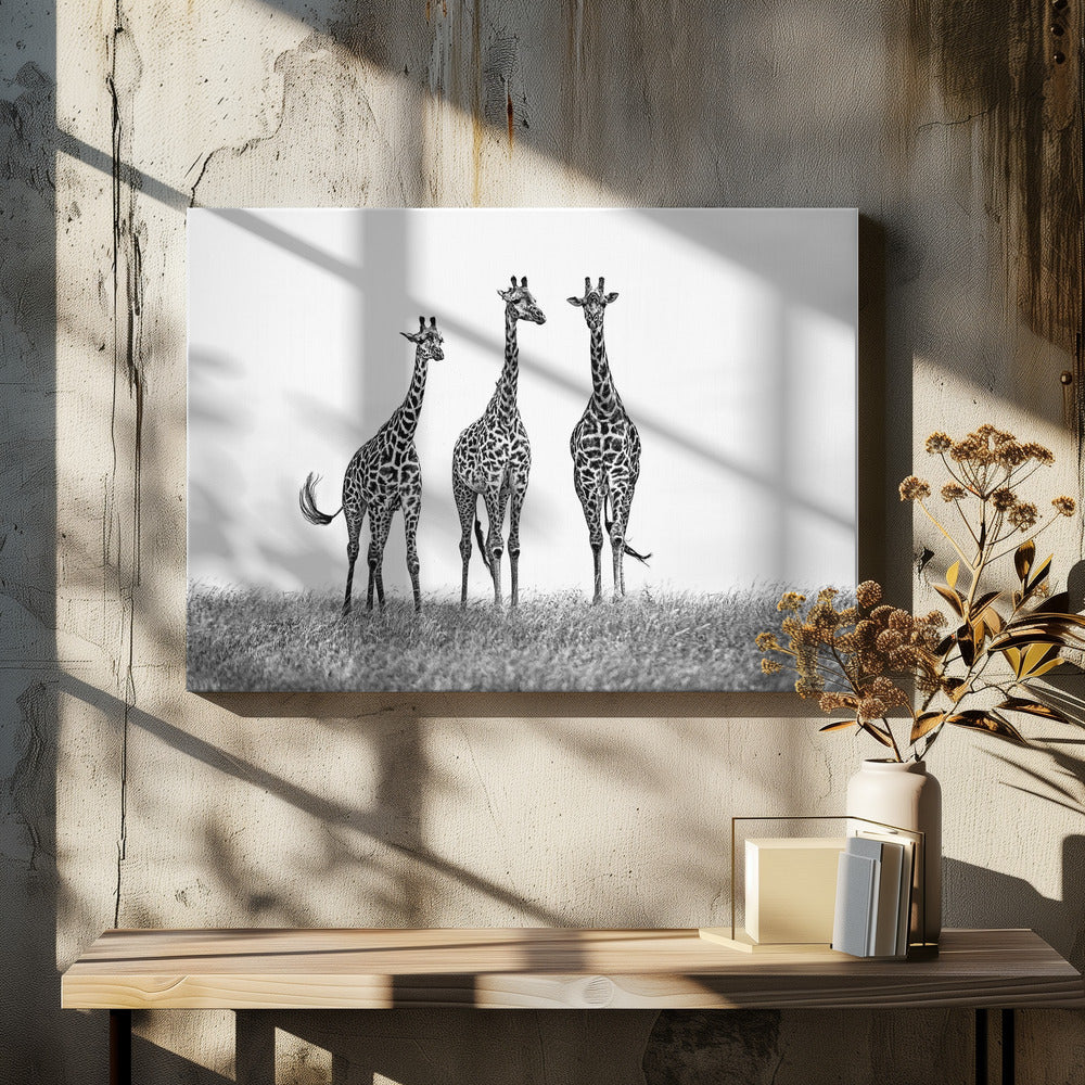 Giraffes in the  Mara plains