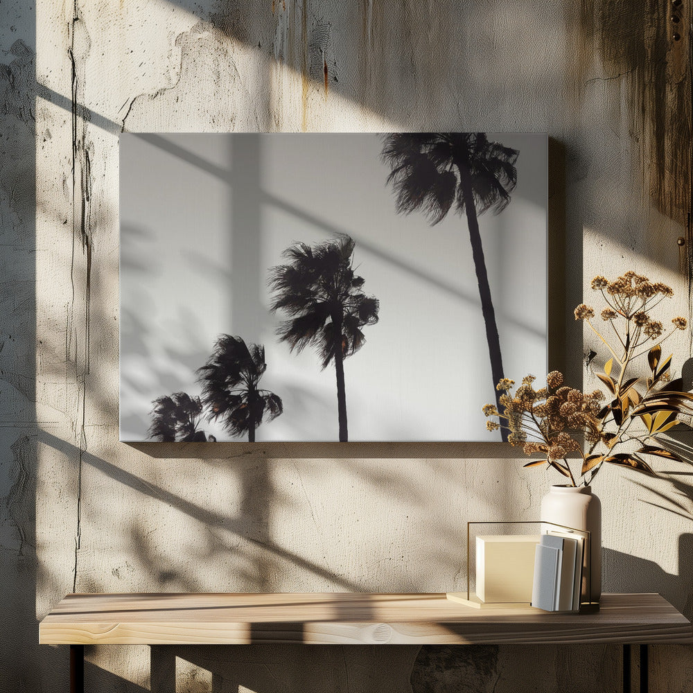Palm_004