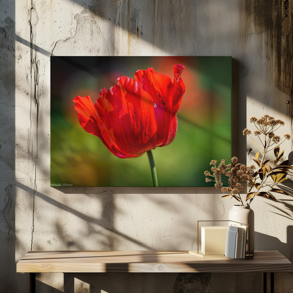 Red Anemone