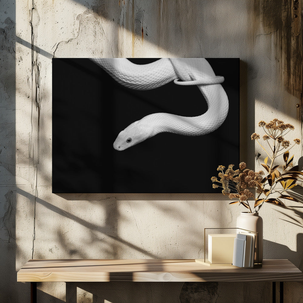 Serpent Blanc