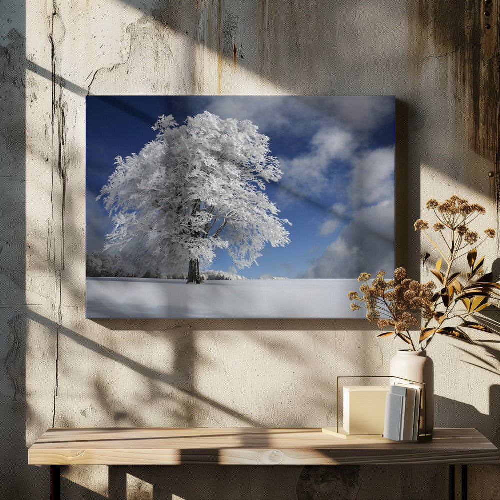 White Windbuche in Black Forest