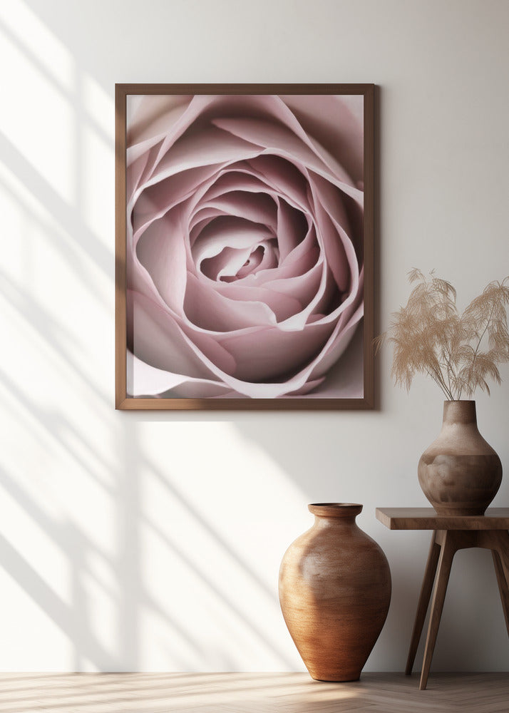 Pink Rose No 04