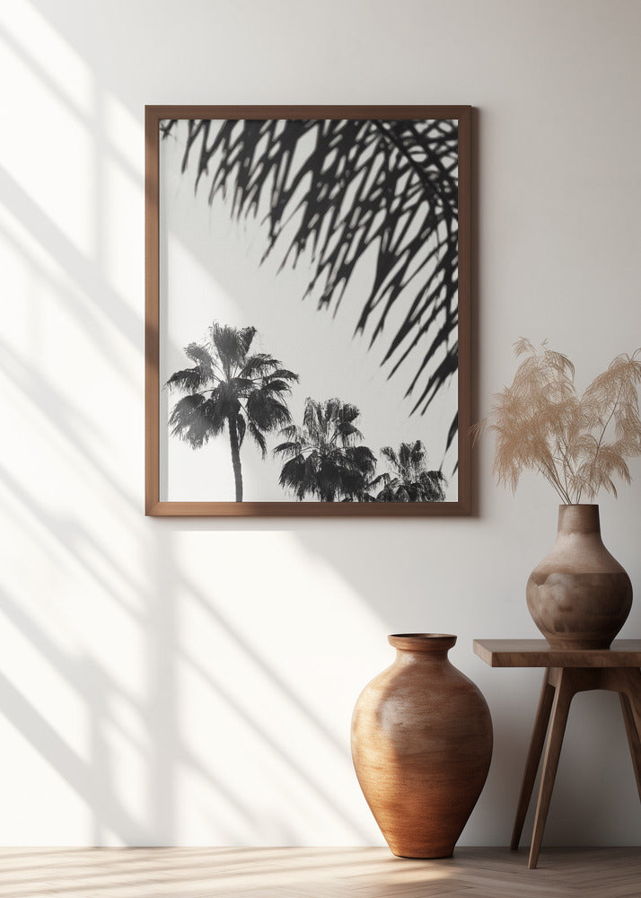 Palm_006