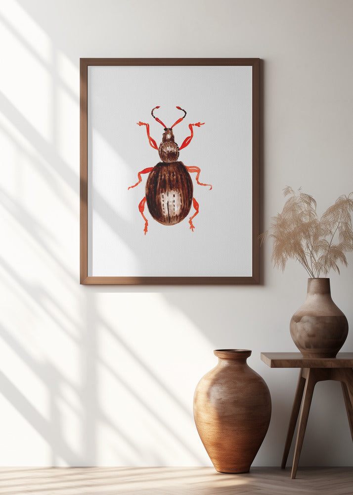 Strawberry root weevil  or Otiorhynchus ovatus