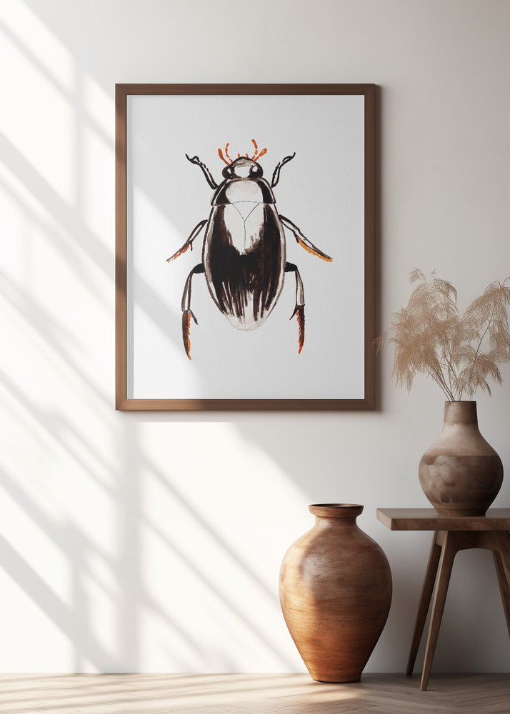 Water scavenger beetle or Hydrophilus aterrimus