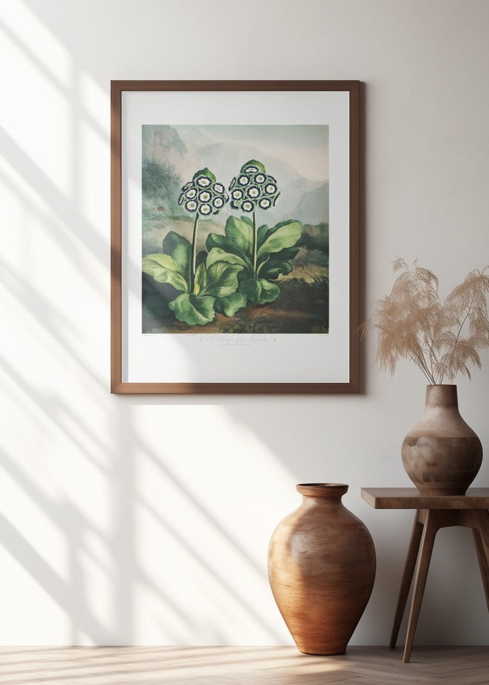 A Group of Auriculas from The Temple of Flora 2 (1807)