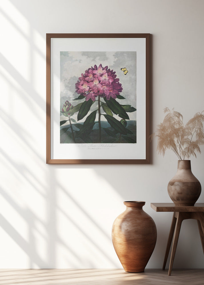 The Pontic Rhododendron from The Temple of Flora (1807)