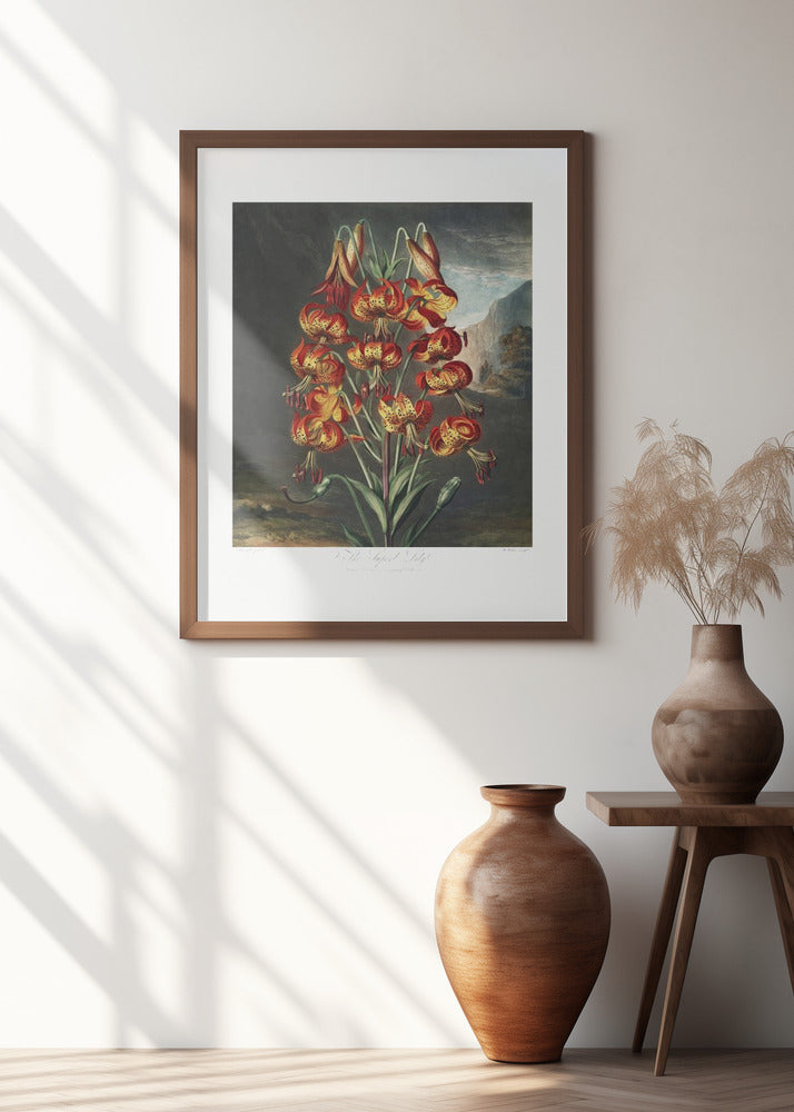 The Superb Lily from The Temple of Flora (1807)