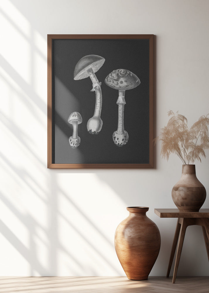 Amanita Muscaria Black Backgound BW