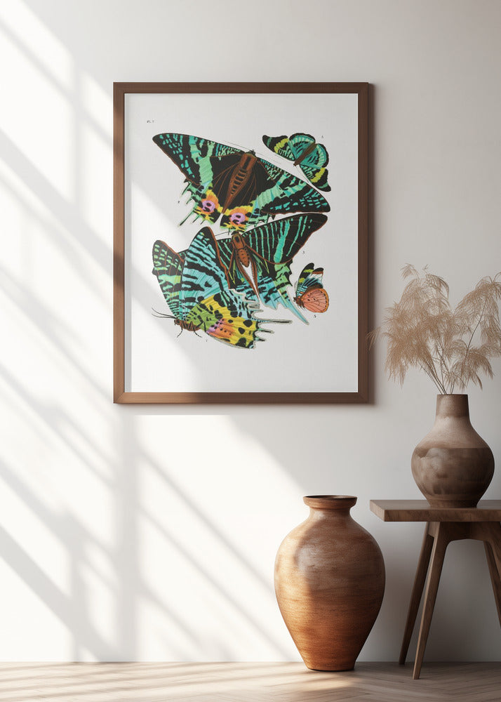 Butterflies 3