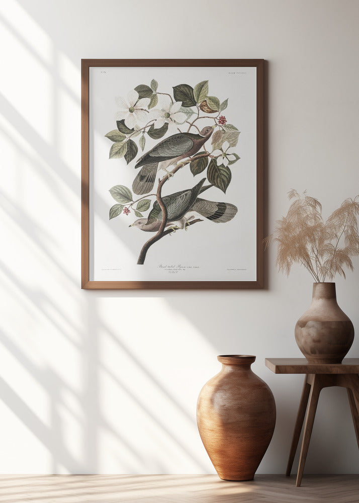 Brand Tailed Pigeon From Birds Of America (1827)
