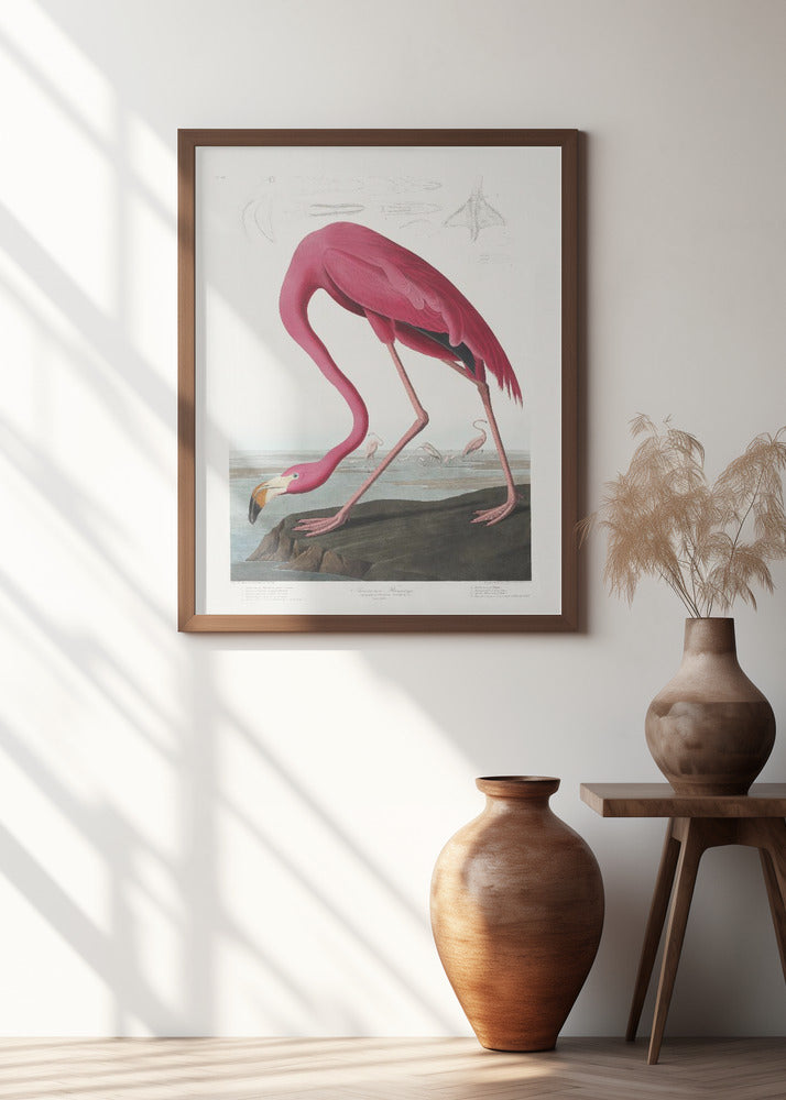 Pink Flamingo From Birds of America (1827)