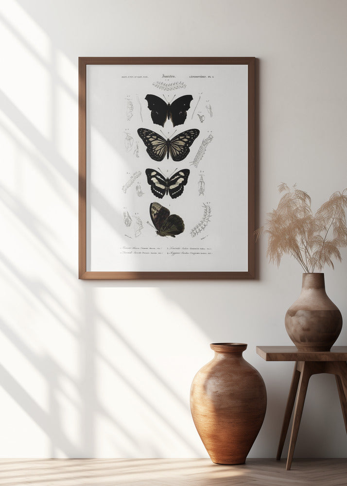 Collection of Butterflies 01