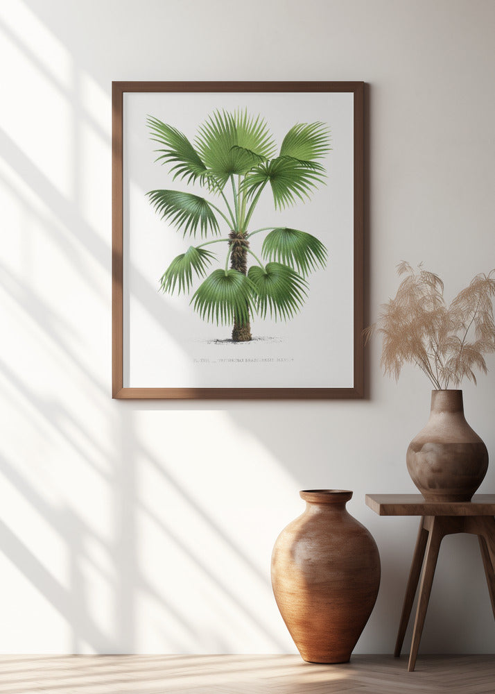 Xxvi Trithrinax B