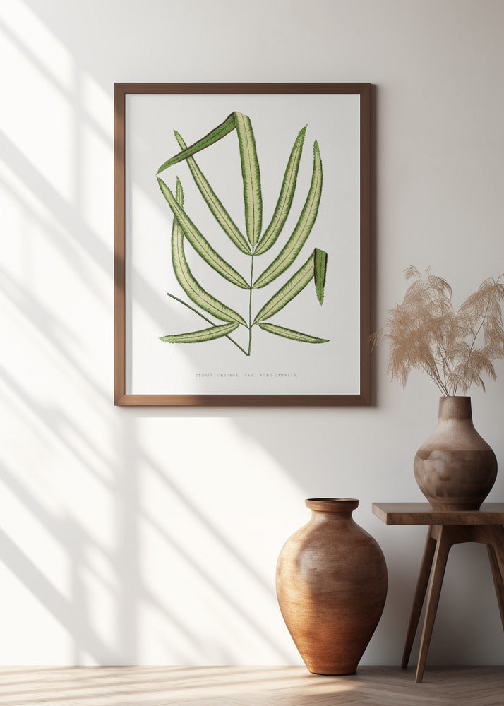 Pteris Cretica Leaf Illustration