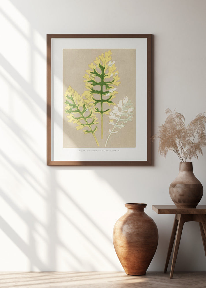 Cineraria Maritima Fairbairnianum Leaf Illustration