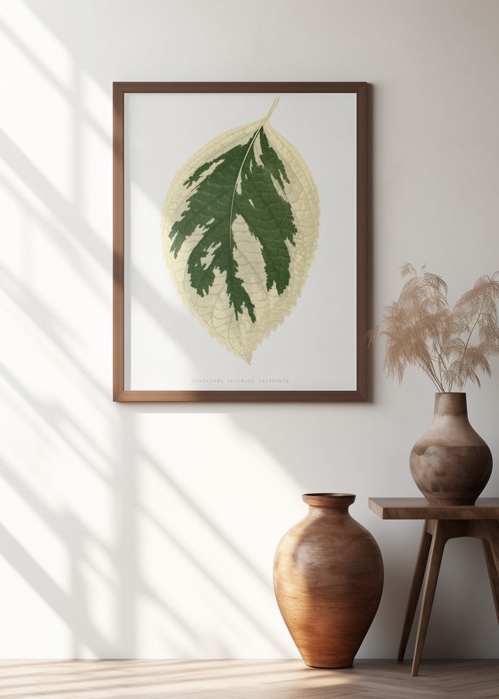 Hydrangea Japonica Variegata Leaf Illustration