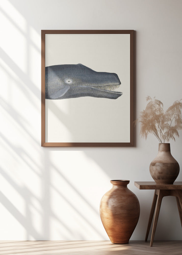 Whale I Tight Crop   Handcolored Sealife Lithograph 1824
