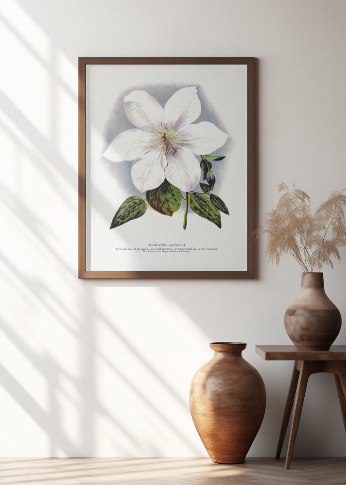Clematis Flower Lithograph