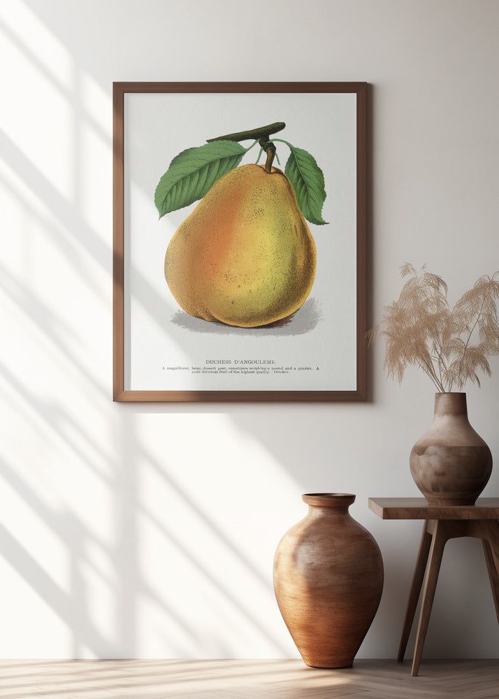 Duchess D'angouleme Pear Lithograph