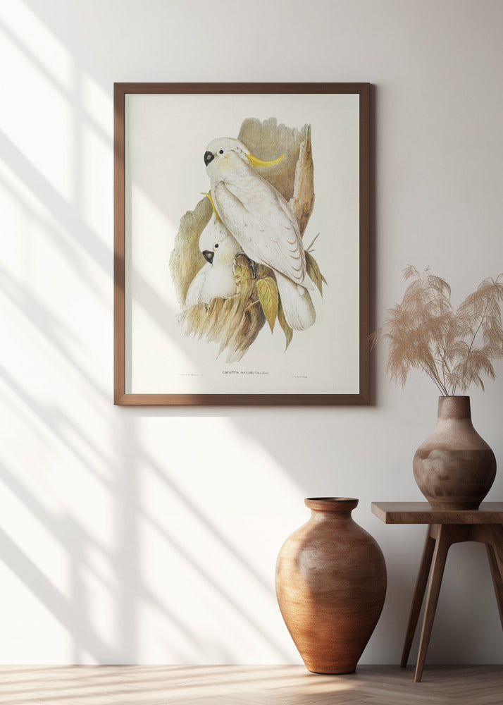 Crested Cockatoo