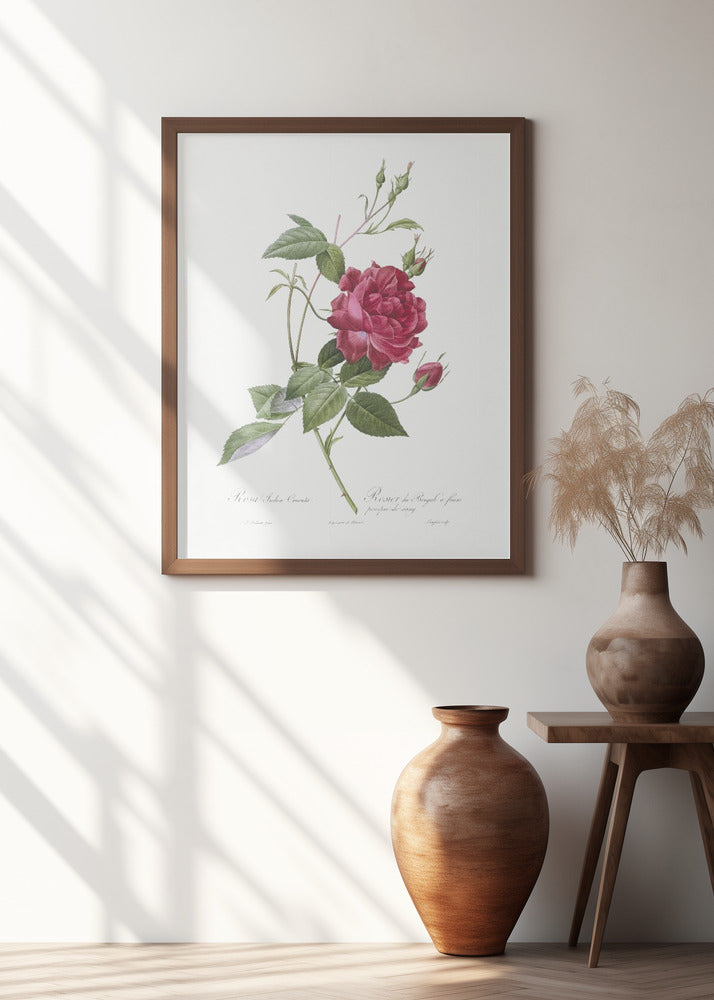 Blood Red Bengal Rose, Les Roses (1817–1824)