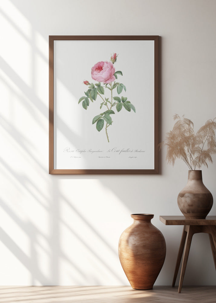 Burgundy Cabbage Rose, Les Roses (1817–1824)