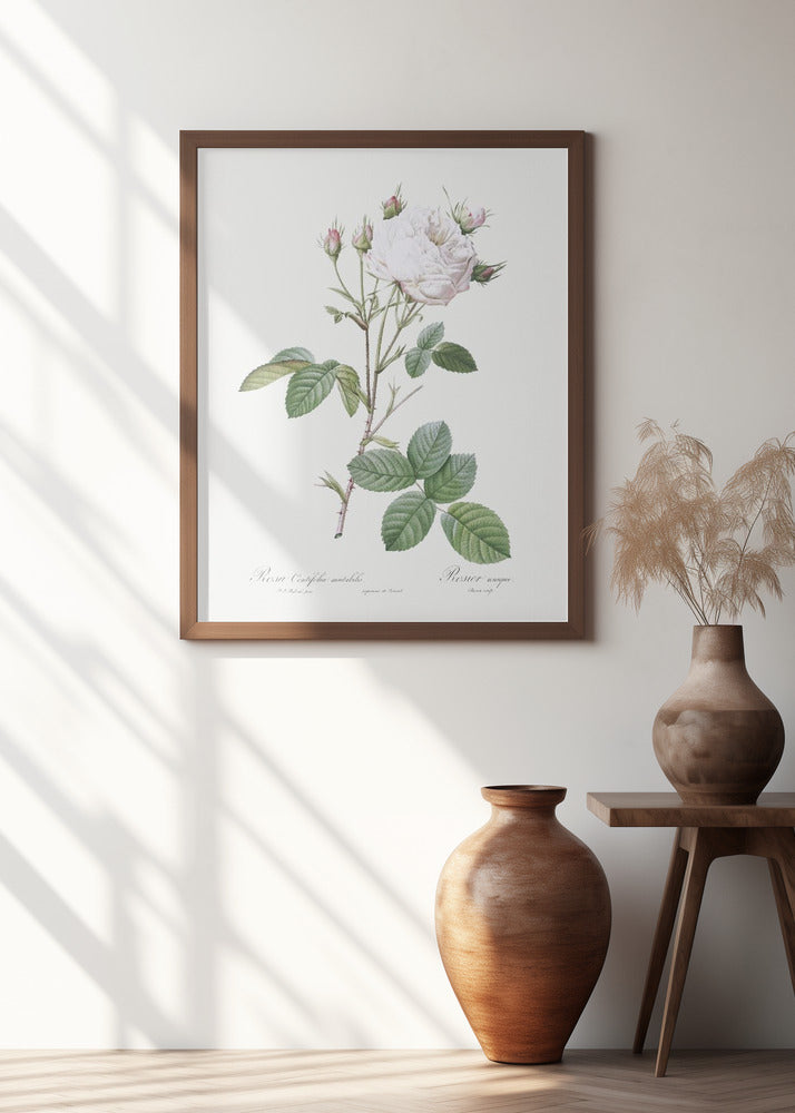 Cabbage Rose White Provence, Les Roses (1817–1824)