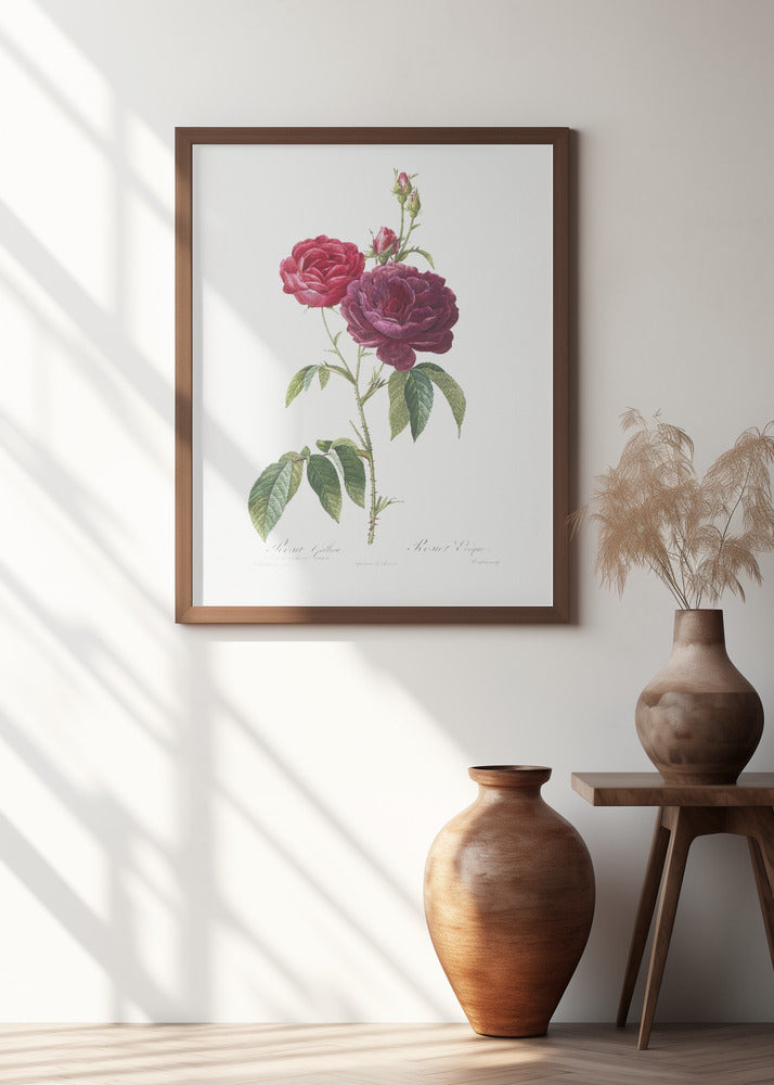 Purple French Rose, Les Roses (1817–1824)