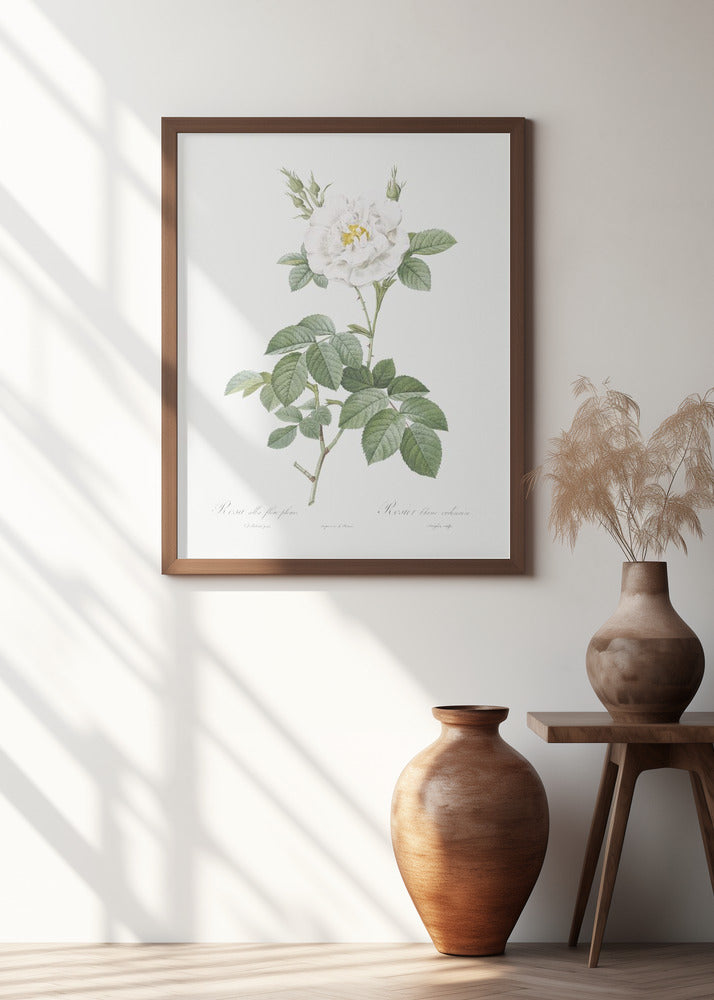 Rosa Alba Flore Pleno, Les Roses (1817–1824)
