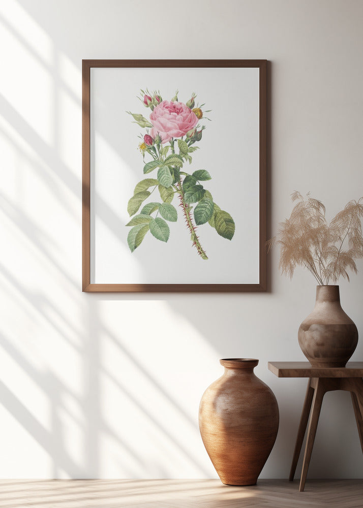 Rosa Bifera Macrocarpa, Les Roses (1817–1824)