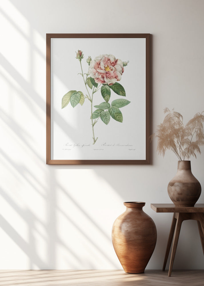 Rosa Gallica (1817–1824), Les Rose