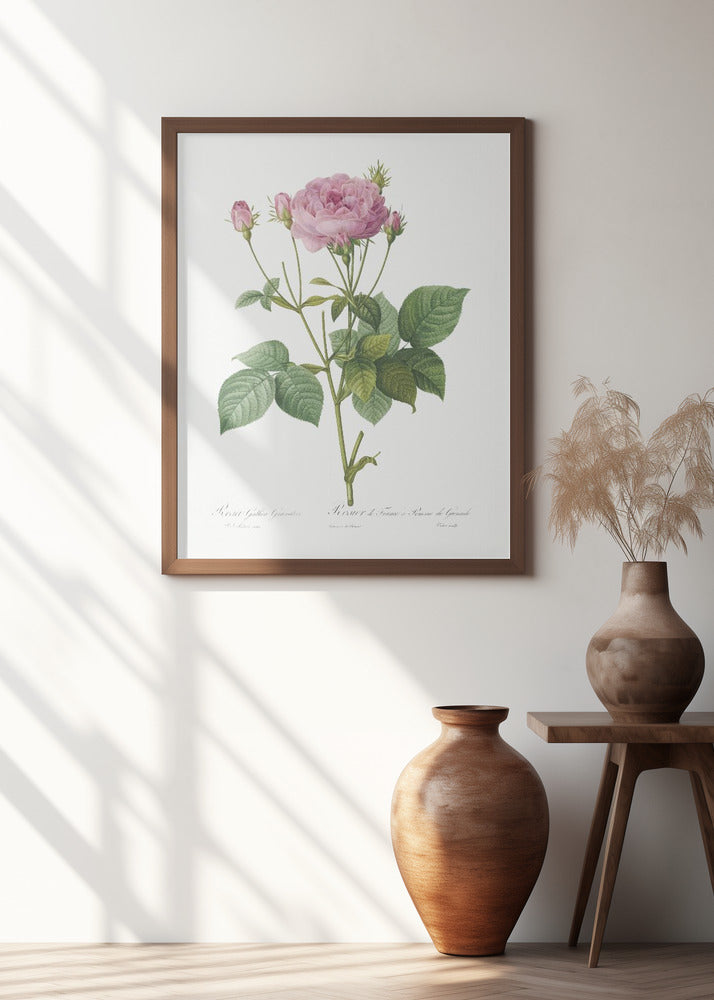 Rosa Gallica Granules, Les Roses (1817–1824)