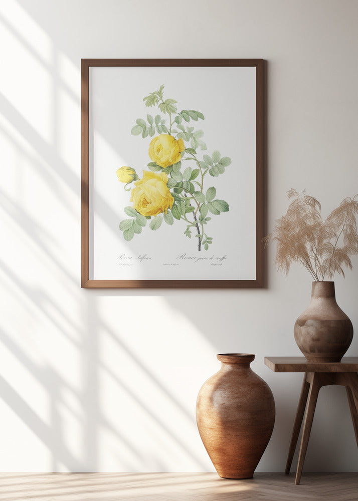 Rosa Hemisphaerica, Les Roses (1817–1824)