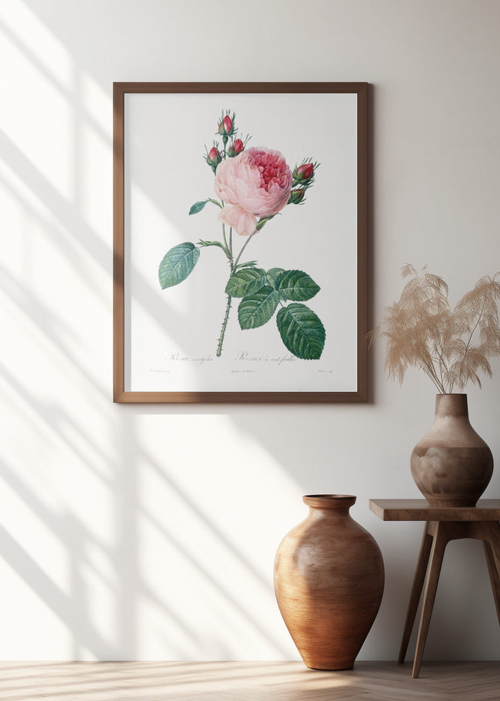 Rosier a Cent Feuilles, From Les Roses