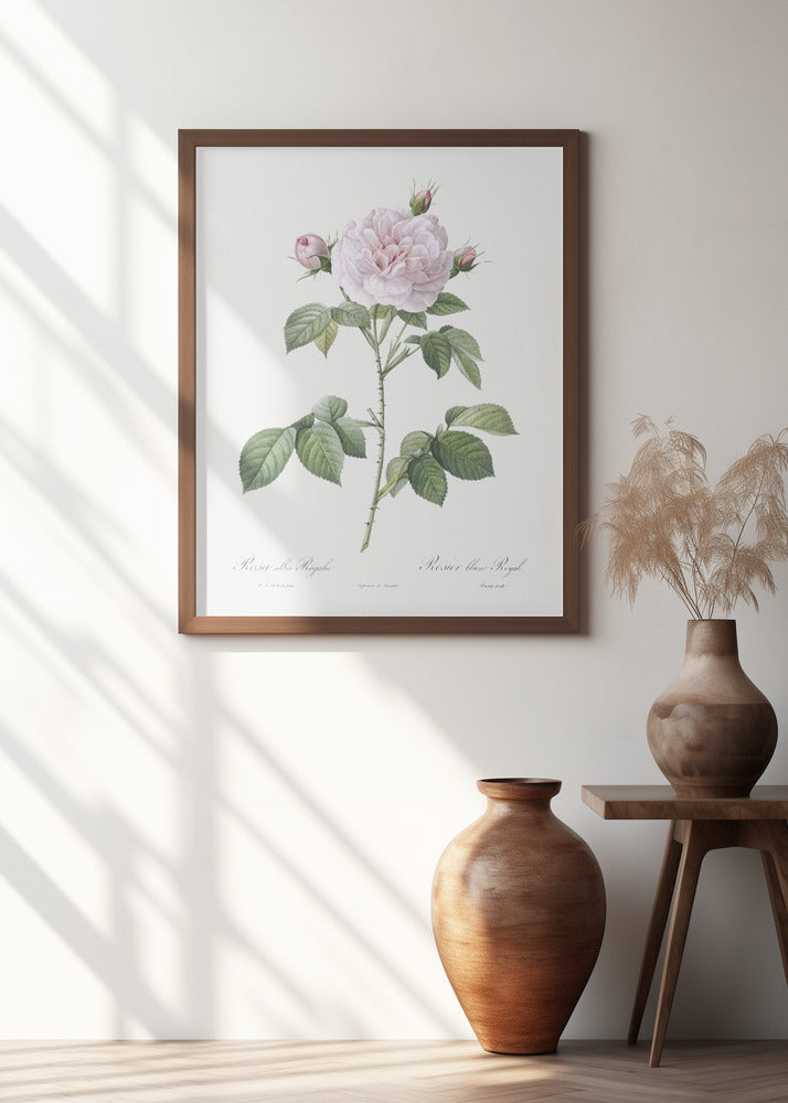 Royal White Rose, Les Roses (1817–1824)