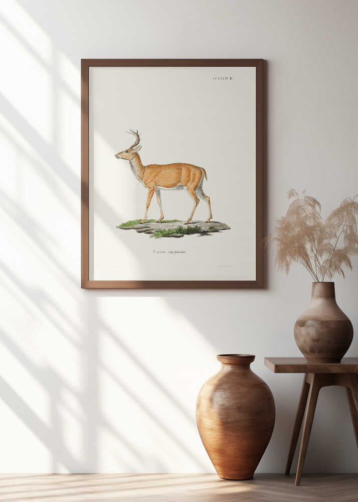 Virginian Deer By Johann Christian Daniel Von Schreber. Copy