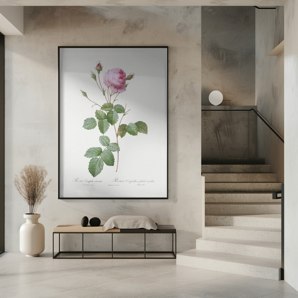 Crenate Leaved Cabbage Rose, Les Roses (1817–1824)