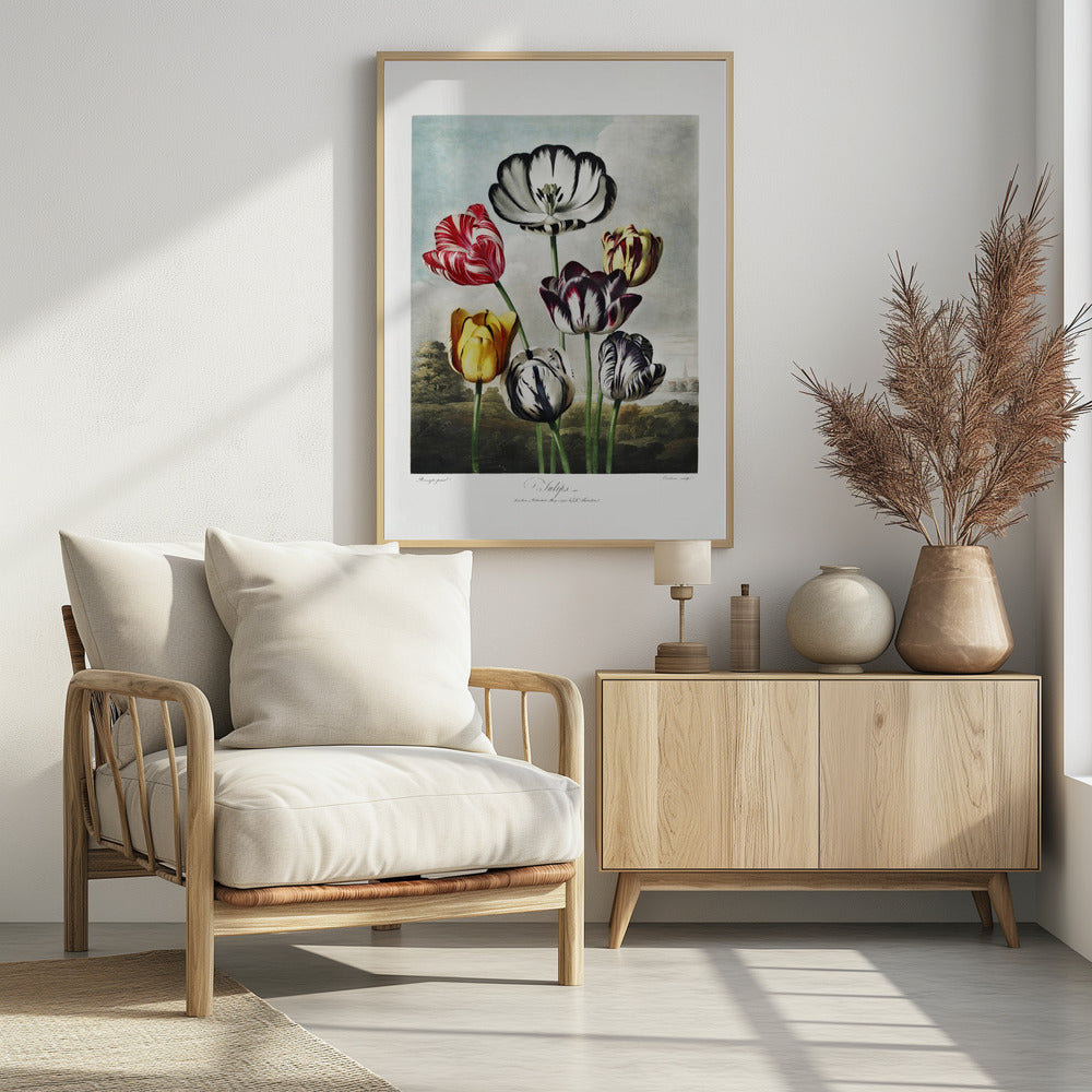 Tulips from The Temple of Flora (1807)