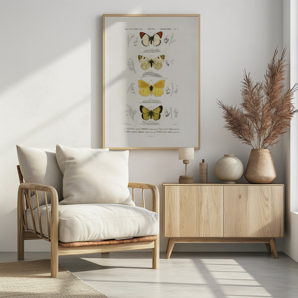 Different Types of Butterflies