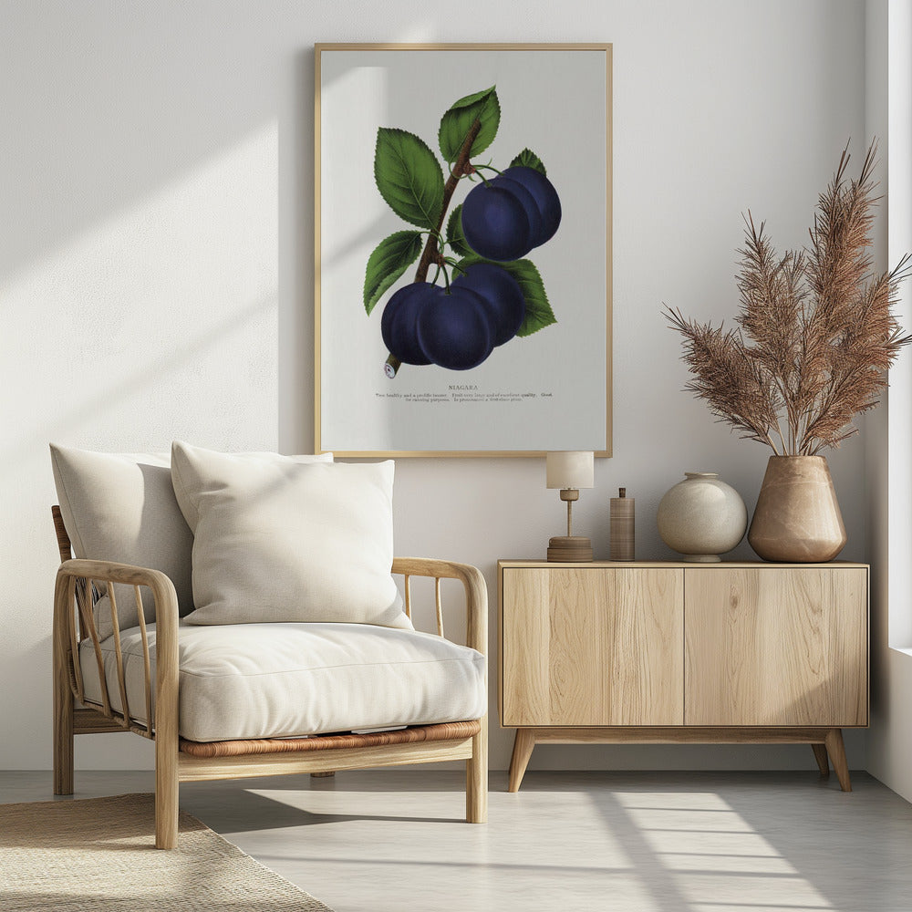 Niagara Plum Lithograph
