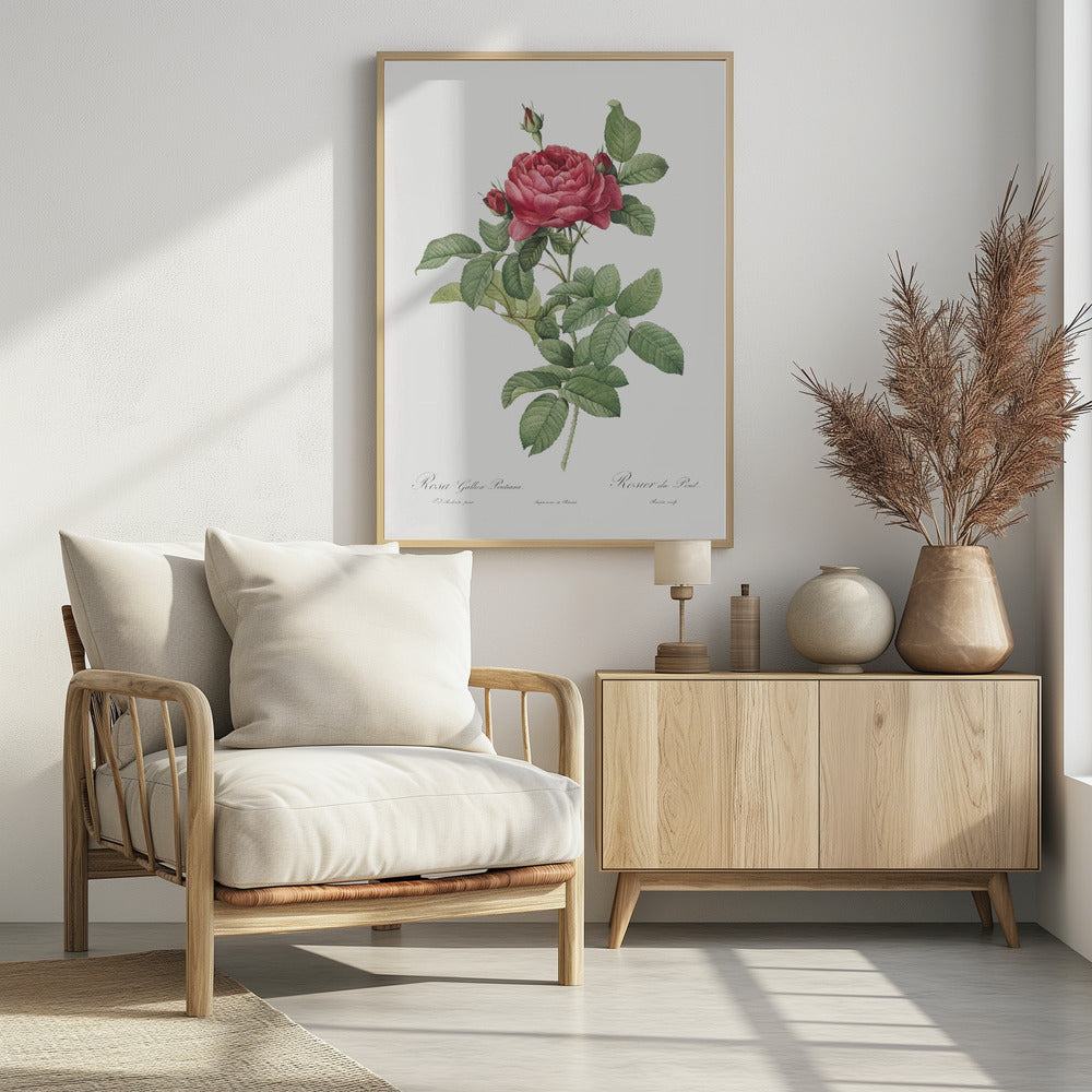 Rosa Gallica Pontiana, Les Roses (1817–1824)