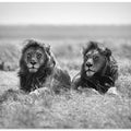 Two kings