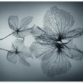 Ephemeral Beauty