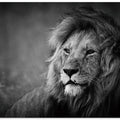 Regal