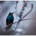 Electrical Blue