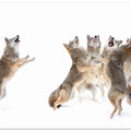 The Choir - Coyotes