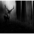 Stag