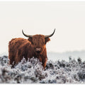 Highlander