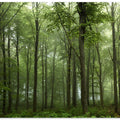 Forest...